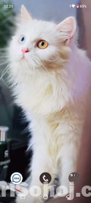 Persian Cat Odd Eyes